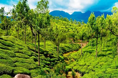 8 Days - Kerala Tour Package