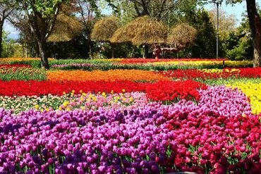 Srinagar Tour Packages