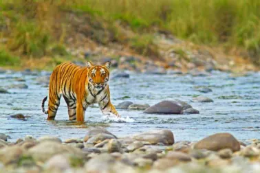 Delhi- Nanital-Jim Corbett- Delhi