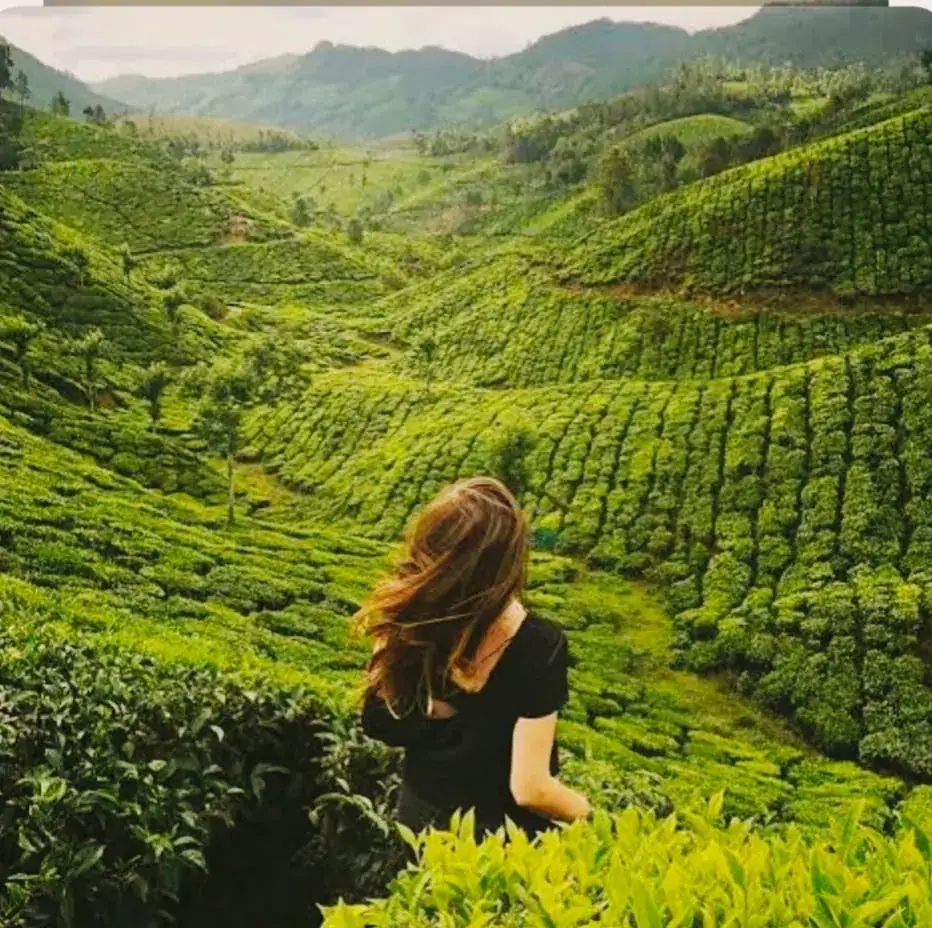 Munnar Thekkady Tour Package