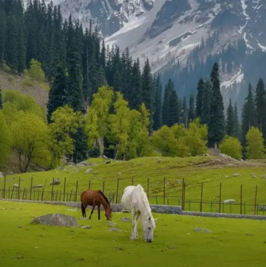 Discover the Paradise of Kashmir